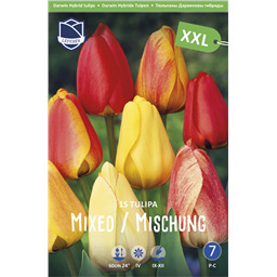 Смесь дарвиновых гибридов тюльпанов