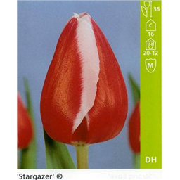 Старгейзер