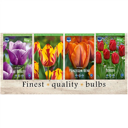 STT-125 Тюльпаны Простые Ранние & Триумф(4x75шт.)11/12