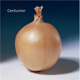 Центурион