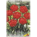 Тюльпан Абба(упаковка мини)