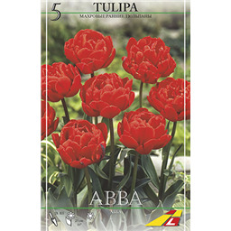 Тюльпан Абба(упаковка мини)