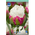 Тюльпан Айс Крим