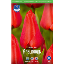 Тюльпан Апельдорн