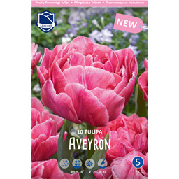 Тюльпан Авейрон