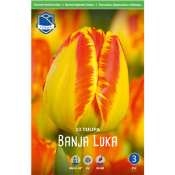 Тюльпан Банья Лука