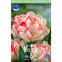 Тюльпан Билиция