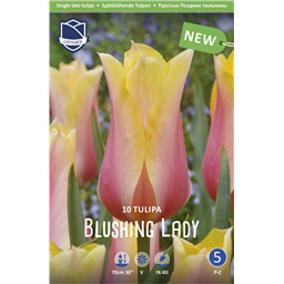Тюльпан Блашинг Леди