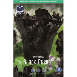 Тюльпан Блэк Пэррот