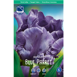 Тюльпан Блю Пэррот