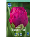 Тюльпан Блюберри Айс