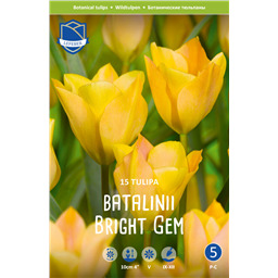 Тюльпан Брайт Джем