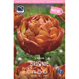 Тюльпан Брауни