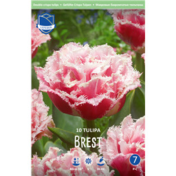 Тюльпан Брест 