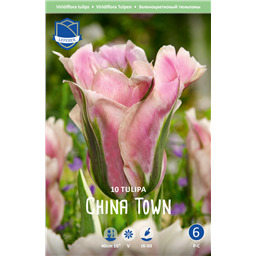Тюльпан Чайна Таун