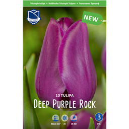 Тюльпан Дип Парпл Рок