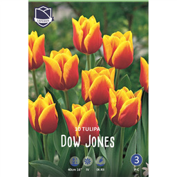 Тюльпан Доу Джонс