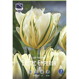 Тюльпан Экзотик Эмперор