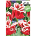 Тюльпан Элегант Краун