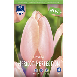Тюльпан Эприкот Перфекшн