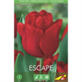 Тюльпан Эскейп(упаковка мини)