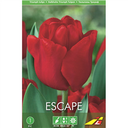 Тюльпан Эскейп(упаковка мини)