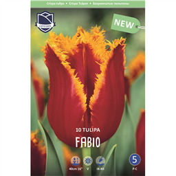 Тюльпан Фабио