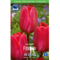 Тюльпан Феррари