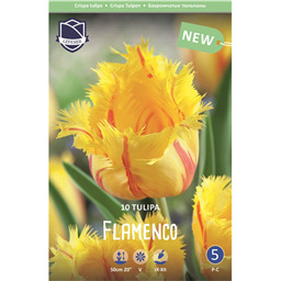 Тюльпан Фламенко