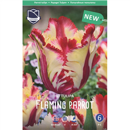 Тюльпан Флэйминг Пэррот