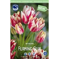 Тюльпан Флеминг Клаб