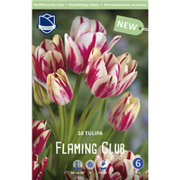 Тюльпан Флеминг Клаб