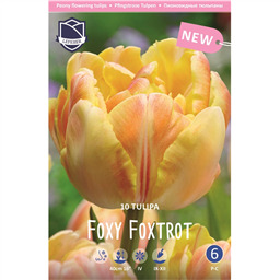 Тюльпан Фокси Фокстрот