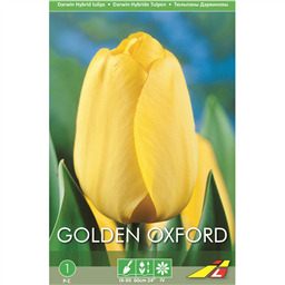 Тюльпан Голден Оксфорд(упаковка мини)