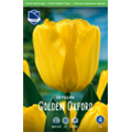 Тюльпан Голден Оксфорд