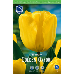 Тюльпан Голден Оксфорд