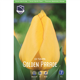 Тюльпан Голден Парад