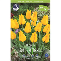 Тюльпан Голден Танго