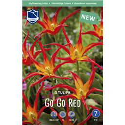 Тюльпан Гоу Гоу Рэд