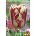 Тюльпан Гранд Перфекшн(упаковка мини)