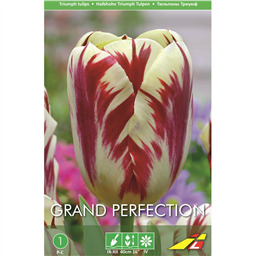 Тюльпан Гранд Перфекшн(упаковка мини)