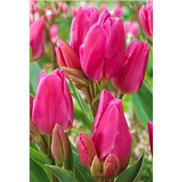 Тюльпан Хэппи Фемили