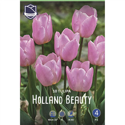 Тюльпан Холланд Бьюти