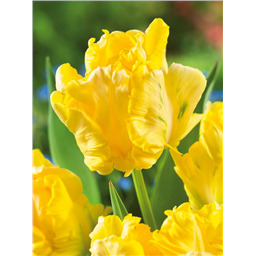 Тюльпан Йеллоу Мадонна