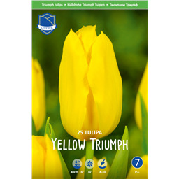 Тюльпан Йеллоу Триумф