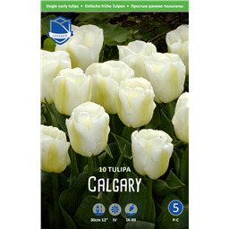 Тюльпан Калгари