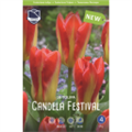 Тюльпан Кандела Фестиваль