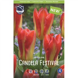 Тюльпан Кандела Фестиваль
