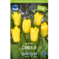 Тюльпан Кандела