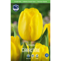 Тюльпан Карактер